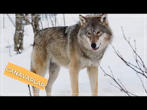 CANAVARLAR HAQQINDA BİLMƏDİKLƏRİNİZ