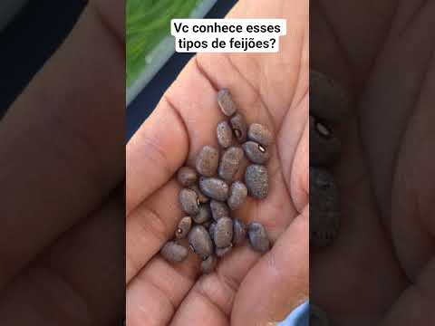 sementes ancestrais do município de Piratini, rio grande do sul
