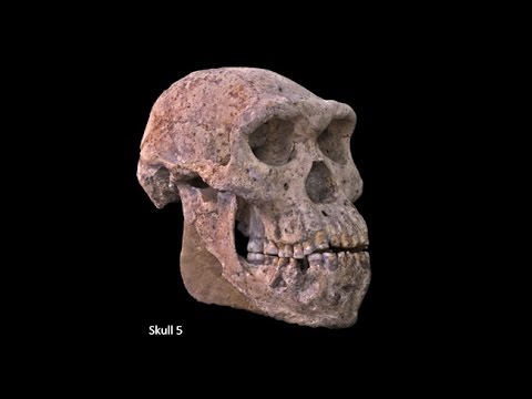 , title : 'Origins of Genus Homo–Australopiths and Early Homo; Variation of Early Homo; Speciation of Homo'
