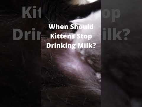 When Should Kittens Stop Drinking Milk?