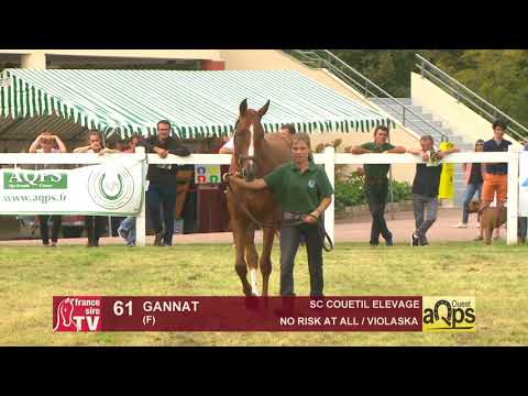 Show AQPS 2018 Lot 61 - GANNAT
