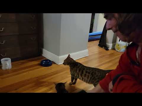 Jasmine likes her tail pulled ! Spade female ! All of my cats are childproofed and have claws.