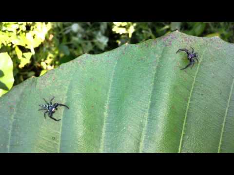 Gannicus final battle(05/05/2013)