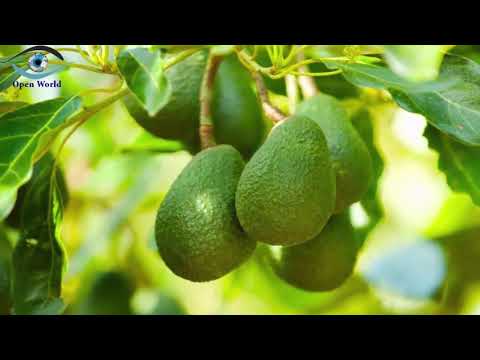download lagu mp3 mp4 Avocado Cultivation, download lagu Avocado Cultivation gratis, unduh video klip Avocado Cultivation