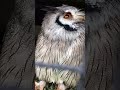 WHITE FACED SCOPS OWL