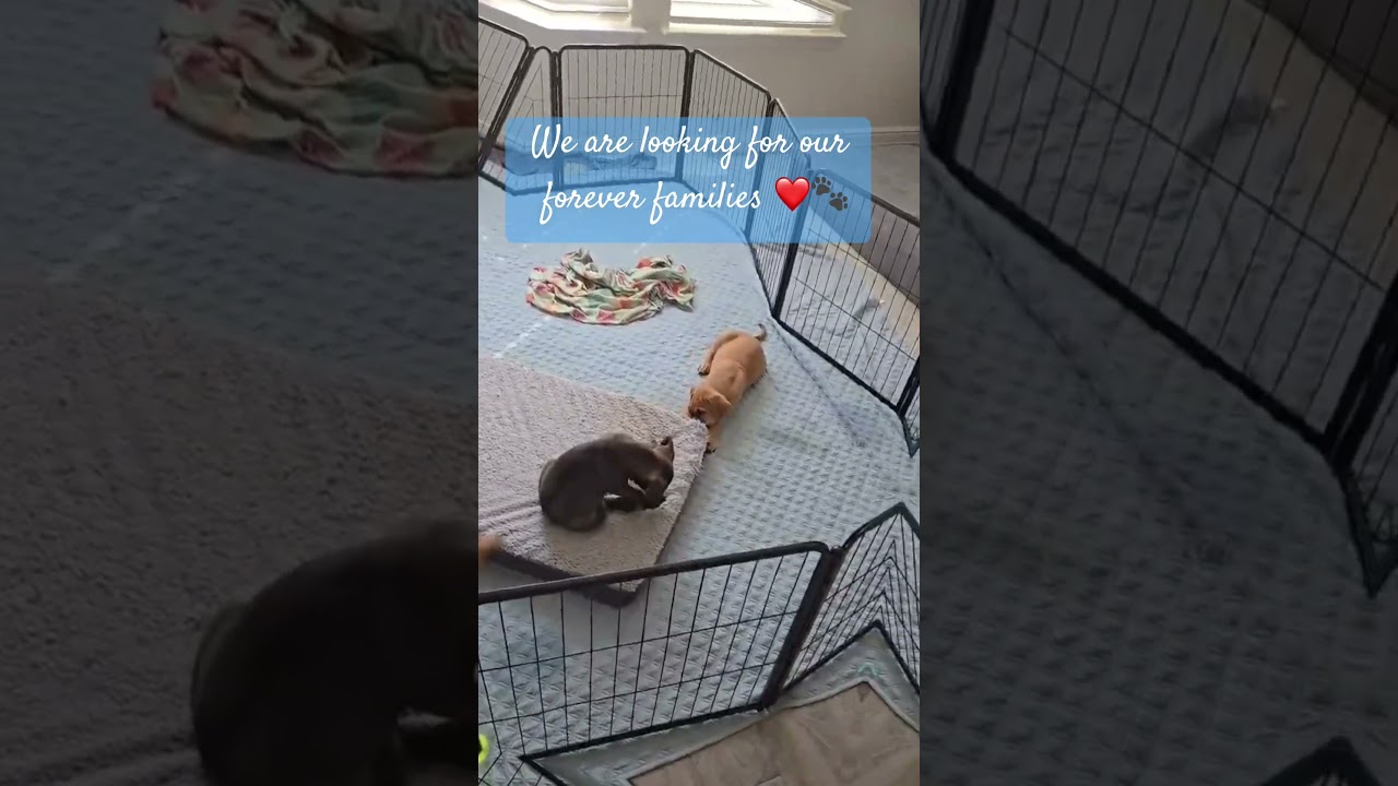 Enlarge Rhys , an adopted Mixed Breed in Justin, TX video 3/6