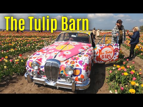 The Tulip Barn 2023 part 2