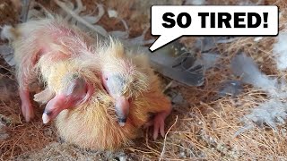 NEW BABY PIGEONS &amp; Lofts Update