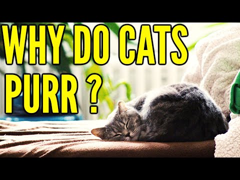 Why Does A Cat Purr ? : Cat Purring Behavior Explained !!