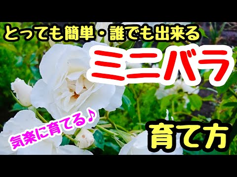 園芸 ミニバラの茂みを育てる