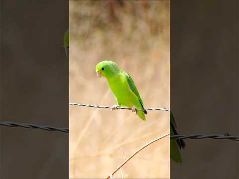 #Tuim #papacu #macho na #natureza #shorts