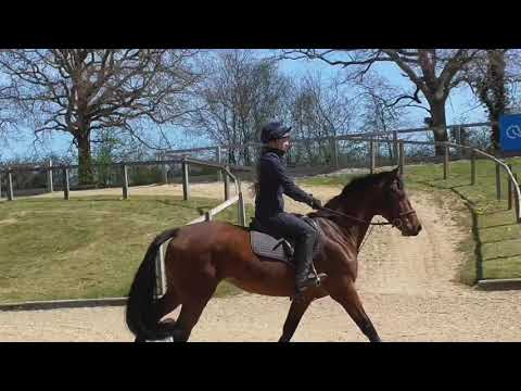 Kontessa - XC schooling @ Hickstead
