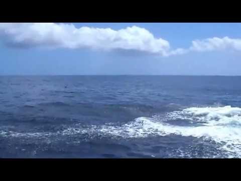 Orcinus orca