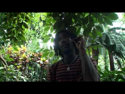 Swan Lingo - Picture Perfect (Official Music Video)