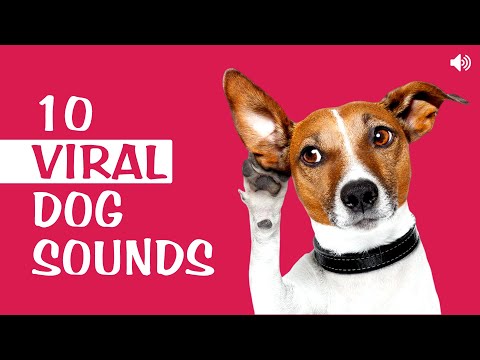 10 Viral Sounds That Dogs Love to Hear All Time 🐶