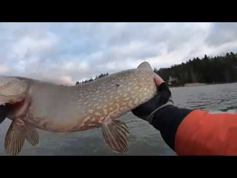 Hauen perässä 04.01.2020 Sain ehkä videoitua kaikki ylös tulleet haagertit