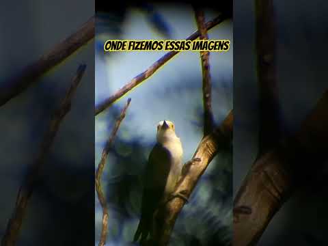 Melanerpes - Nvr Gnna Hppn - Misc Originals