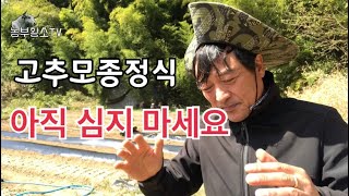 #3 고추재배/ 고추 모종 심는 시기는 이것을 반드시 확인하고 심어야 합니다