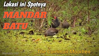 Download lagu Spotnya Burung Mandar Batu mp3