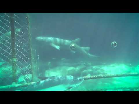 YoungKingDeezy-Curadise (prod soulfood)