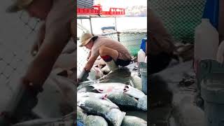 Suck a bazzz ya sicko dawgs