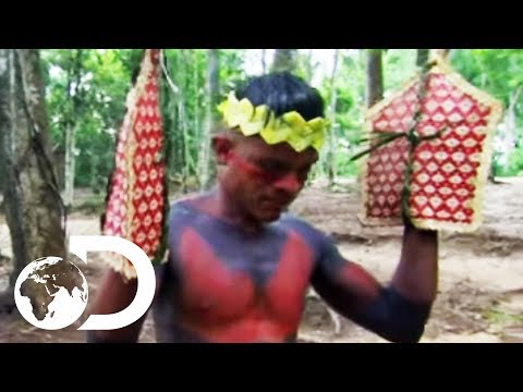 The Sateré-Mawé Tribe Subject Themselves To Over 120 Bullet Ant Stings | Wildest Latin America