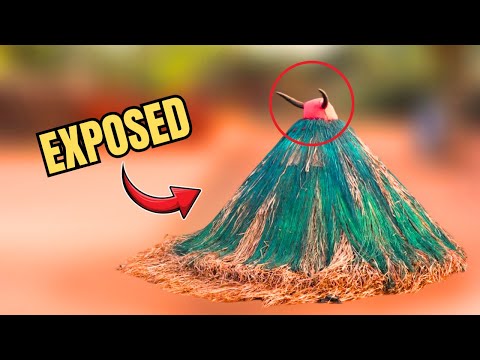 Real or Fake? What’s Behind Africa’s Mysterious Zangbeto Dance