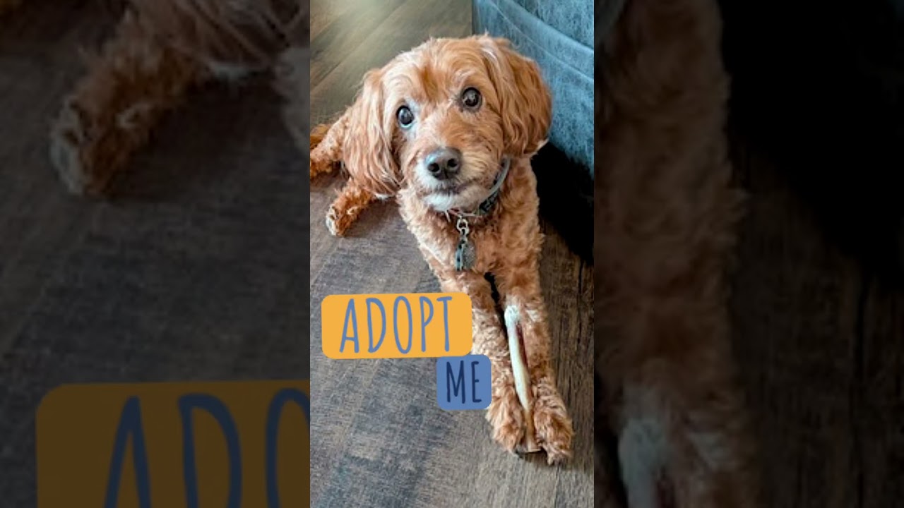 Enlarge Cedrik, a Adopted Goldendoodle in Gilbertsville, PA video 2/4