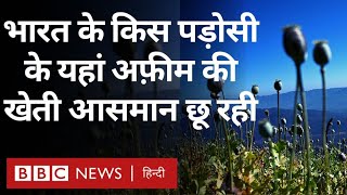 Opium Production: भारत के किस पड़ोसी के यहां अफ़ीम की खेती आसमान छू रही (BBC Hindi)