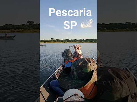 pescaria de corvina em Paulo de Faria sp #vlog