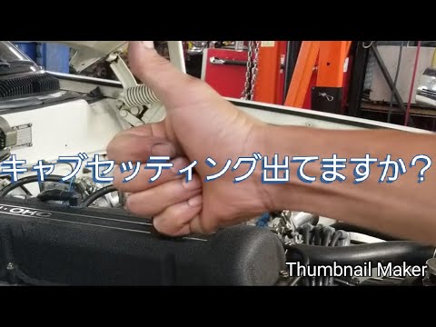 ソレックス・ガスペンシスについて詳しく解説