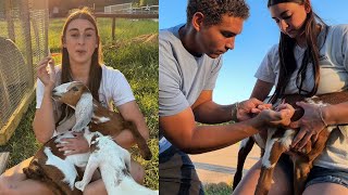 How To Give CDT and Injections To Goats 