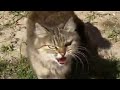 Angry Wild Gray Cat Hisses At Me Aggressive Gray Cat Is Running Away From Me