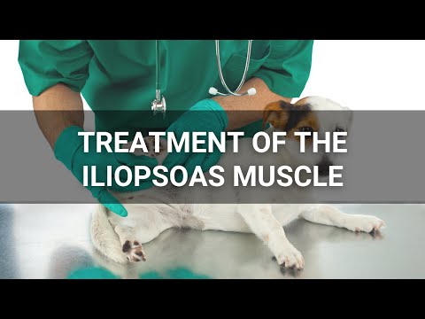 Treatment of Iliopsoas Injuries with Manual Therapy, Shockwave Therapy, and a Home Exercise Program