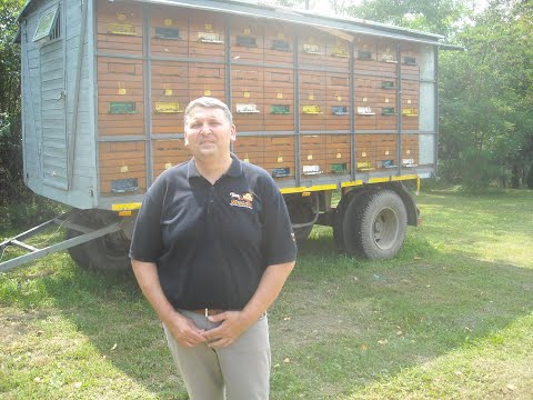 Profi pčelari - Koje probleme i greške treba izbeći pri selidbi košnica?