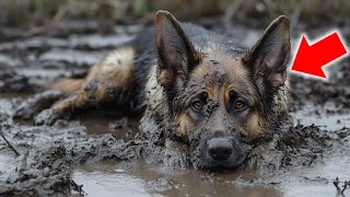 A German Shepherd Left to Die in a Swamp—Sinking into the Cold, Murky Water, Abandoned and Alone