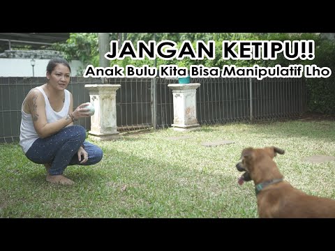 JANGAN KETIPU!! Anak Bulu Kita Bisa Manipulatif Lho