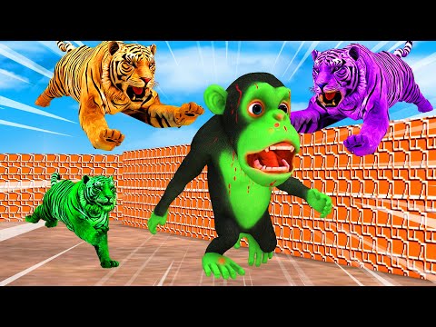 Temple Run Funny Monkey Run away From Zombie Tigers | Zombie Monkey vs Giant Tigers Animal Fight