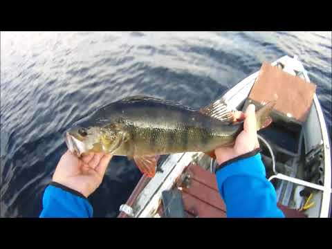 SYNTTÄRI AAMUN JIGAILUT, KAUDEN ENKKA - AHVEN.