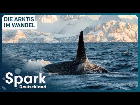 Does the Arctic have a new ruler? | The orca advance