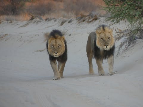 Overlanding Africa - Our return to South Africa and the Kgalagadi