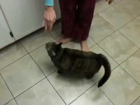 Twinkle, The Self Petting Cat