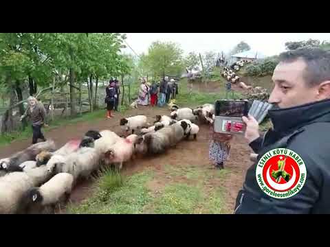 esenli köyü yaylacıların yola çıkış anı