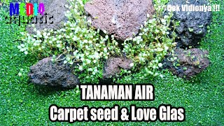 Carpet seed, Love grass dan Hair grass Aquascape