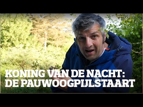 De koning van de nacht: de prachtige pauwoogpijlstaart