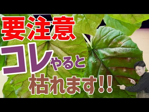 茶色の葉の先端 屋内の緑の植物 何をすべきか 治療す​​る必要があります 原因 フォトヘリン シャッターストック
