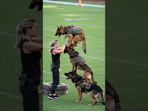 Skilled German Shepherd K9 Dogs in Action – Elite Training Like You've Never Seen!