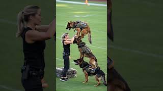 Skilled German Shepherd K9 Dogs in Action – Elite Training Like You&#39;ve Never Seen!