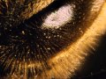 Honey Hole-Lynyrd Skynyrd 