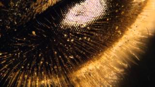 Honey Hole-Lynyrd Skynyrd